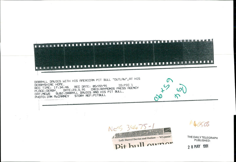 Dogs Bull Terriers - Vintage Photograph