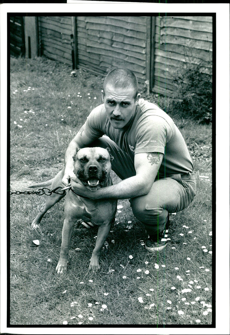 Dogs Bull Terriers - Vintage Photograph