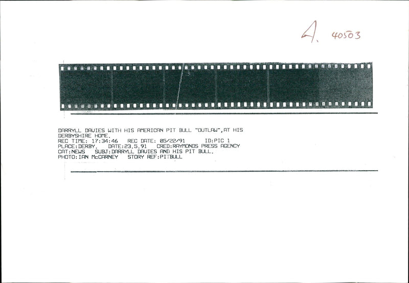 Dogs Bull Terriers - Vintage Photograph