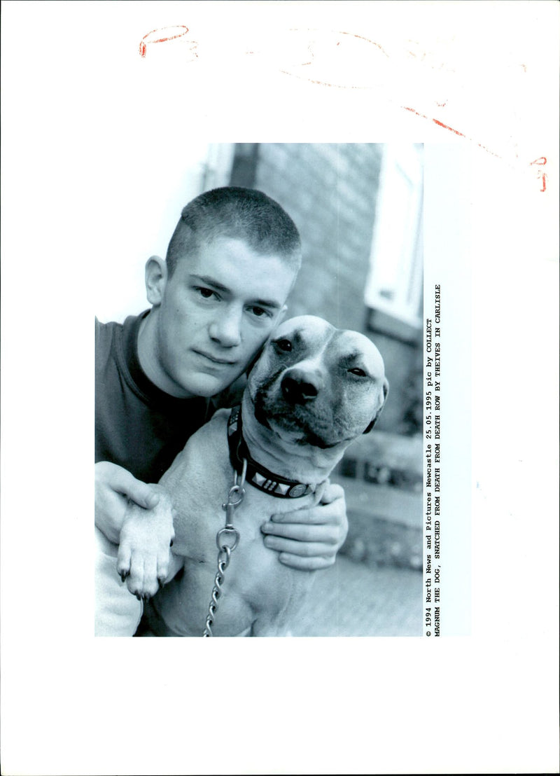 Dogs Bull Terriers - Vintage Photograph