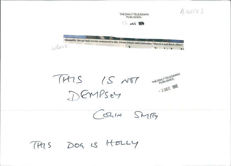 Dogs Bull Terriers - Vintage Photograph