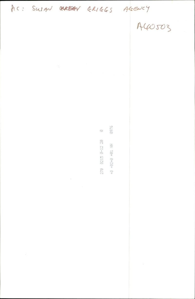 Dogs Bull Terriers - Vintage Photograph