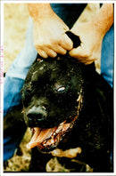 Dogs Bull Terriers - Vintage Photograph