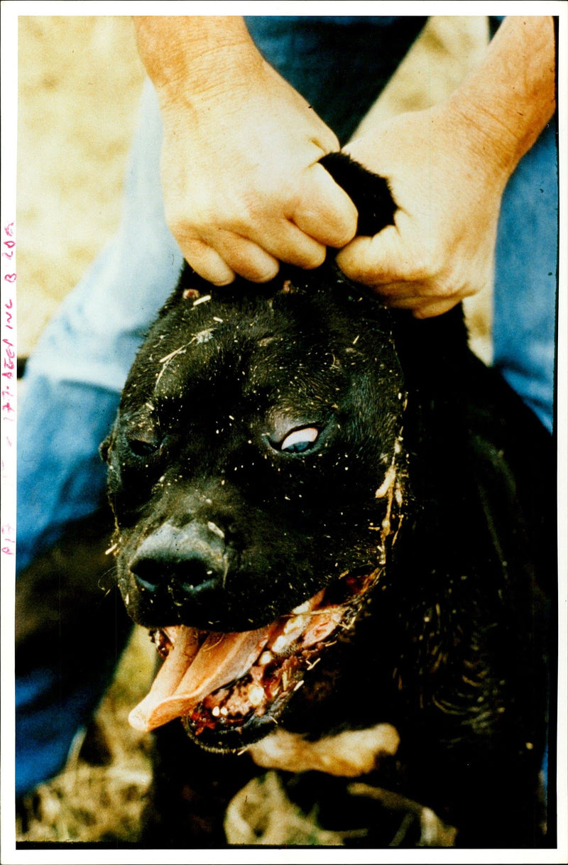 Dogs Bull Terriers - Vintage Photograph