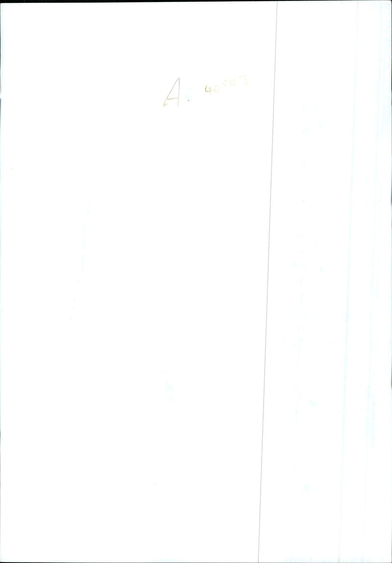 Dogs Bull Terriers - Vintage Photograph