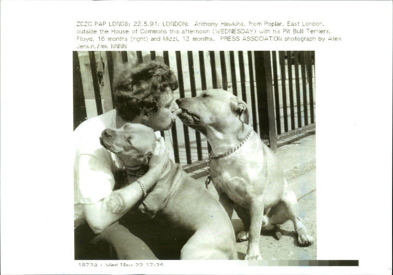 Dogs Bull Terriers - Vintage Photograph