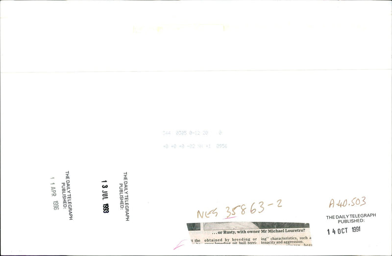 Dogs Bull Terriers - Vintage Photograph