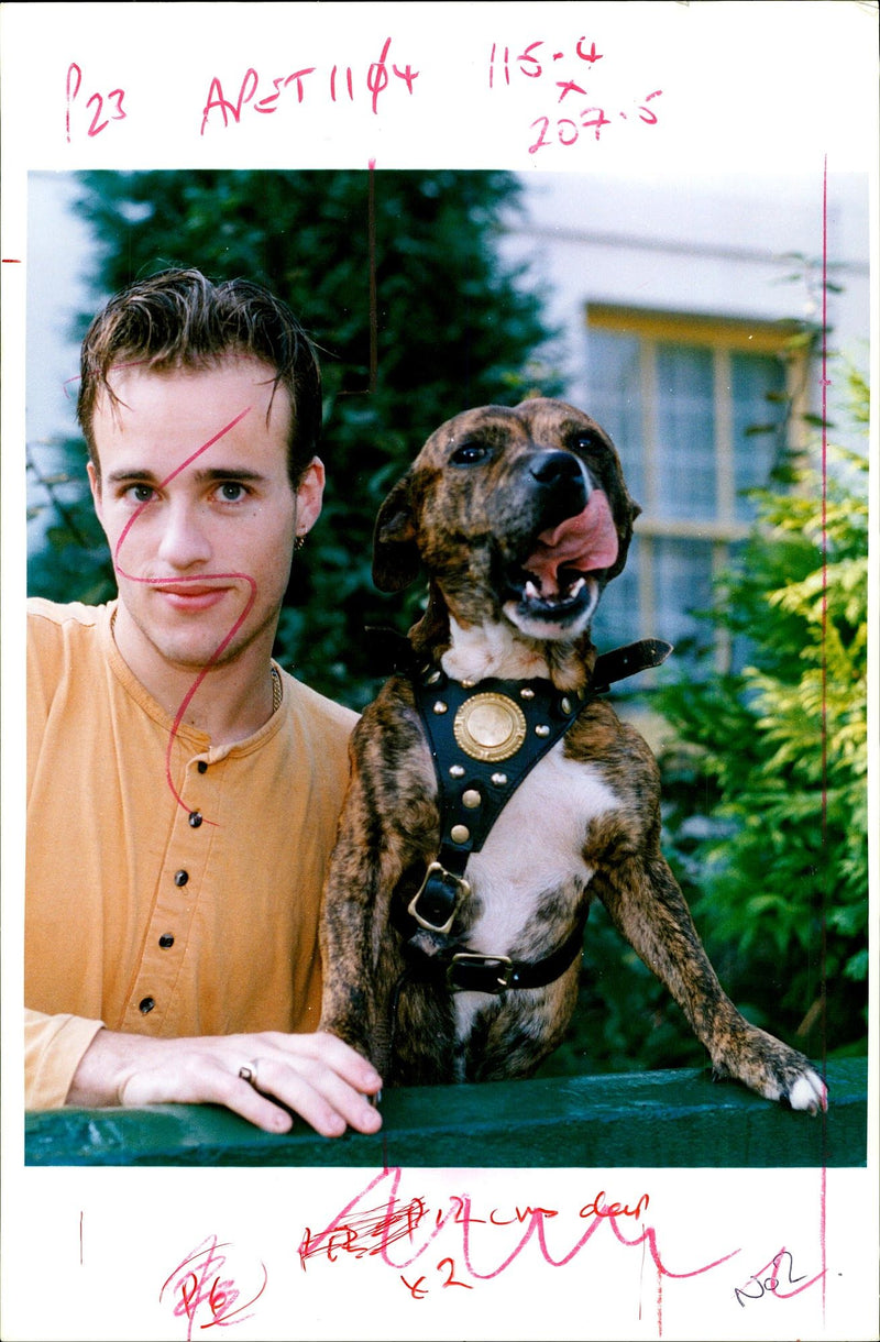 Dogs Bull Terriers - Vintage Photograph
