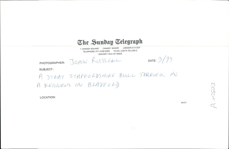 Dogs Bull Terriers - Vintage Photograph