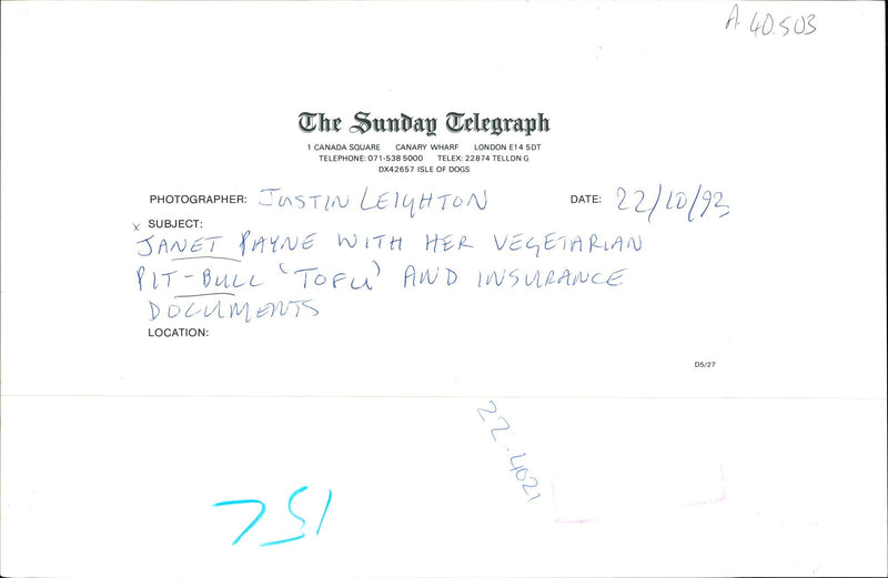 Dogs Bull Terriers - Vintage Photograph