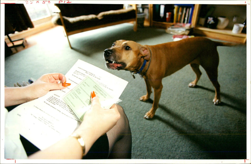 Dogs Bull Terriers - Vintage Photograph