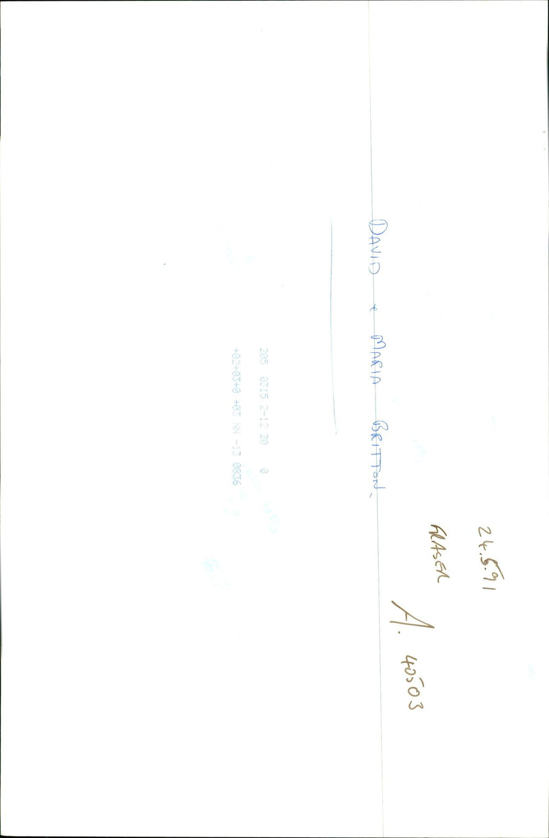 Dogs Bull Terriers - Vintage Photograph