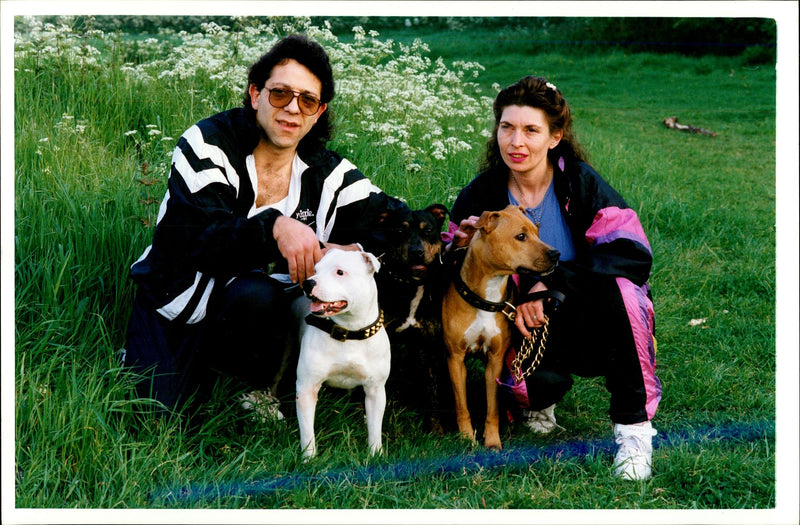 Dogs Bull Terriers - Vintage Photograph