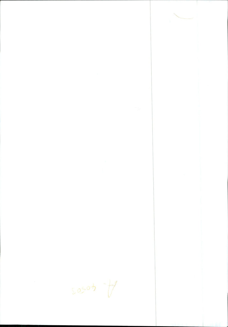 Dogs Bull Terriers - Vintage Photograph