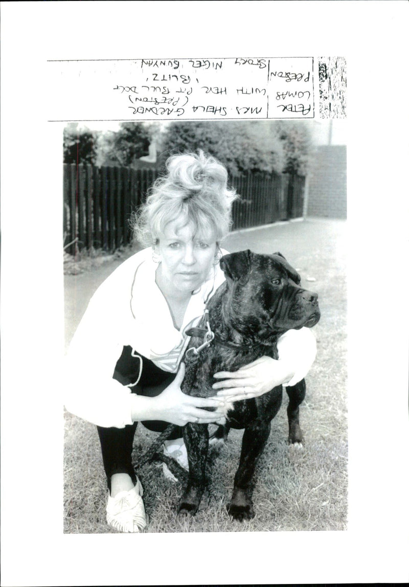 Dogs Bull Terriers - Vintage Photograph