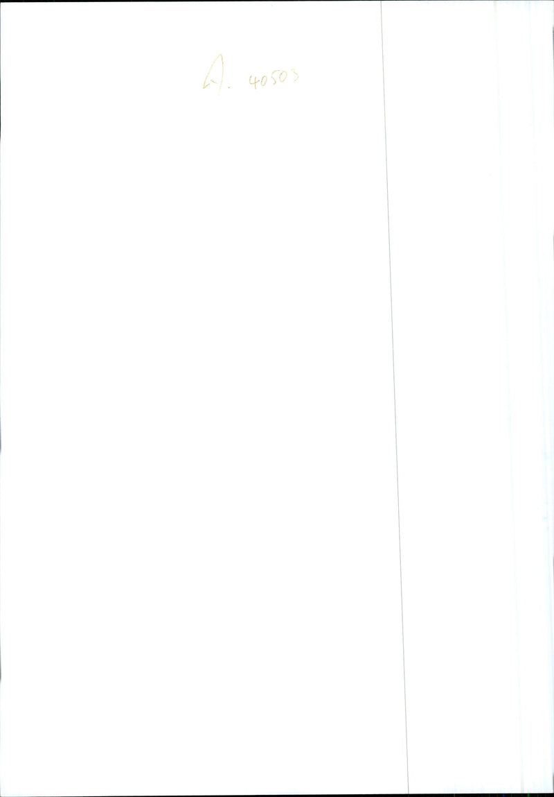 Dogs Bull Terriers - Vintage Photograph