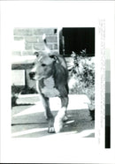 Dogs Bull Terriers - Vintage Photograph