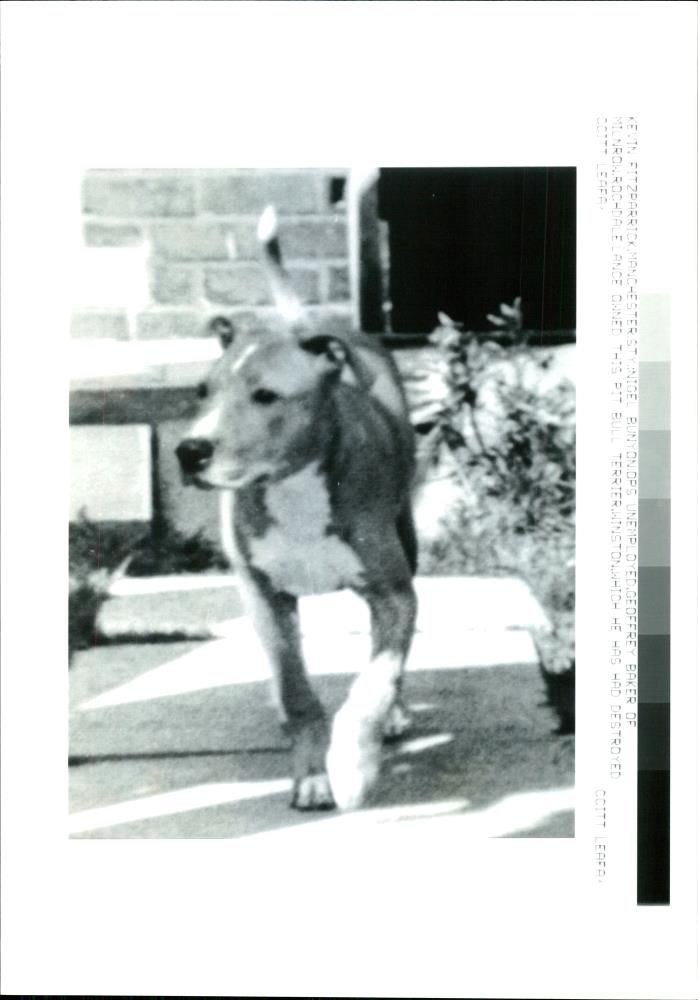Dogs Bull Terriers - Vintage Photograph