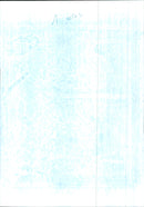 Dogs Bull Terriers - Vintage Photograph