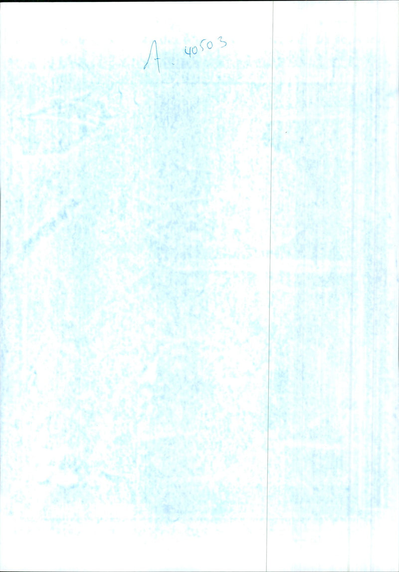 Dogs Bull Terriers - Vintage Photograph