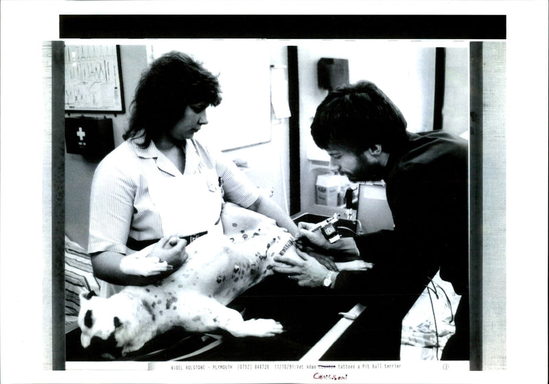 Dogs Bull Terriers - Vintage Photograph