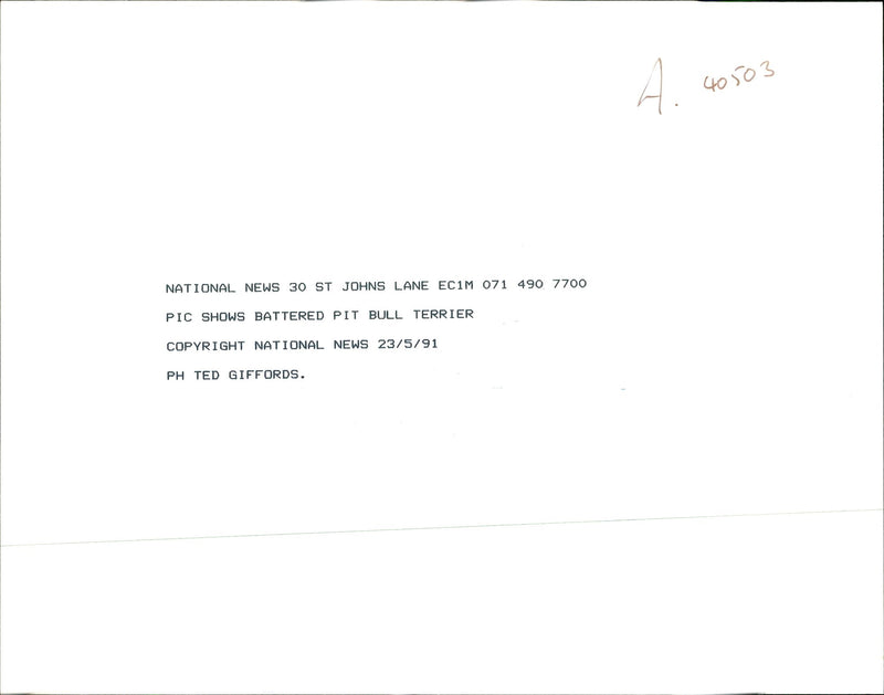 Dogs Bull Terriers - Vintage Photograph