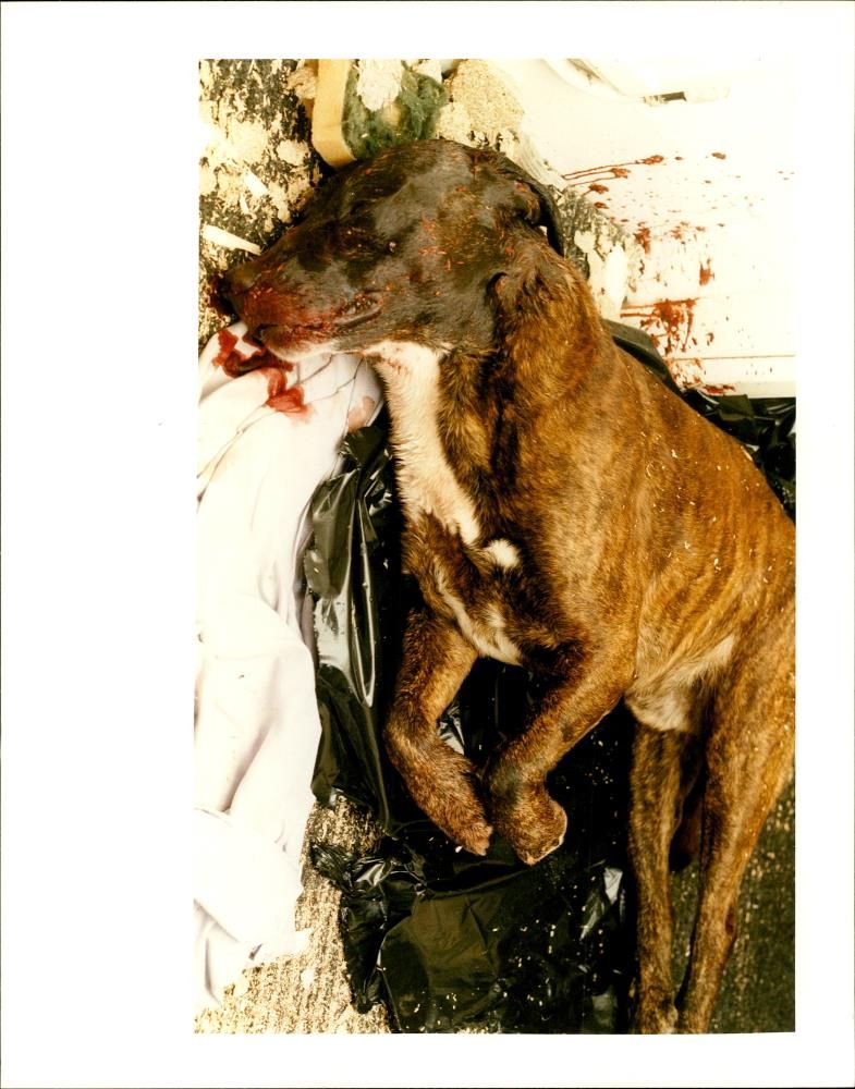 Dogs Bull Terriers - Vintage Photograph