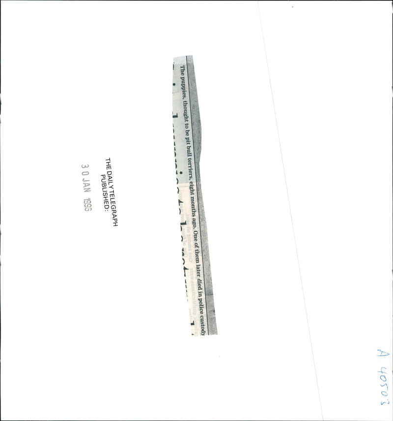 Dogs Bull Terriers - Vintage Photograph