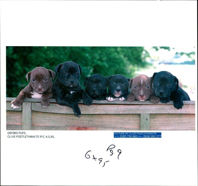 Dogs Bull Terriers - Vintage Photograph