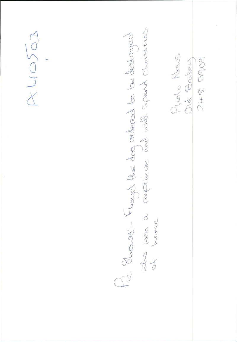 Dogs Bull Terriers - Vintage Photograph