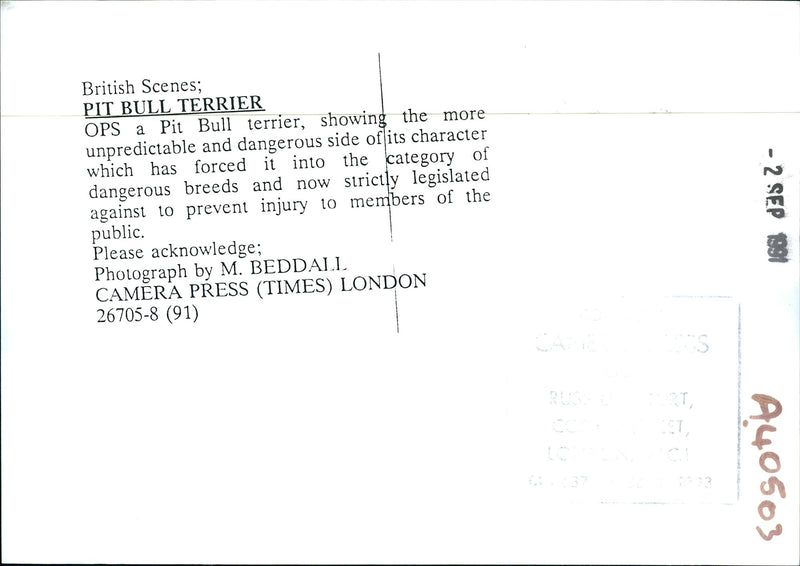 Dogs Bull Terriers - Vintage Photograph