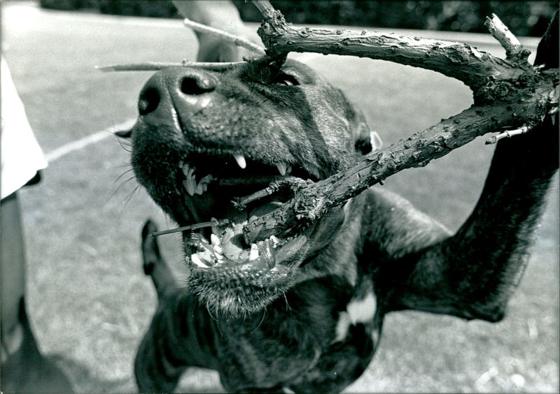 Dogs Bull Terriers - Vintage Photograph