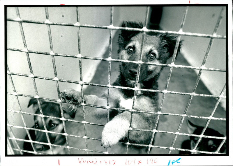 Millbrook animal centre is one of the RSPCA. - Vintage Photograph