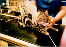 Tabby cat thomas Rutter was left to suffer in agony. - Vintage Photograph