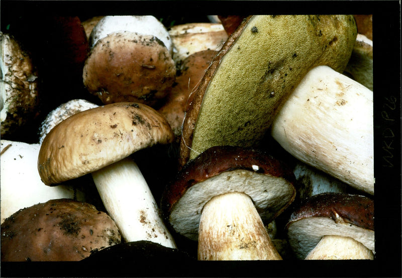 Mushrooms and Succulent salamis is a delight and agreeably. - Vintage Photograph