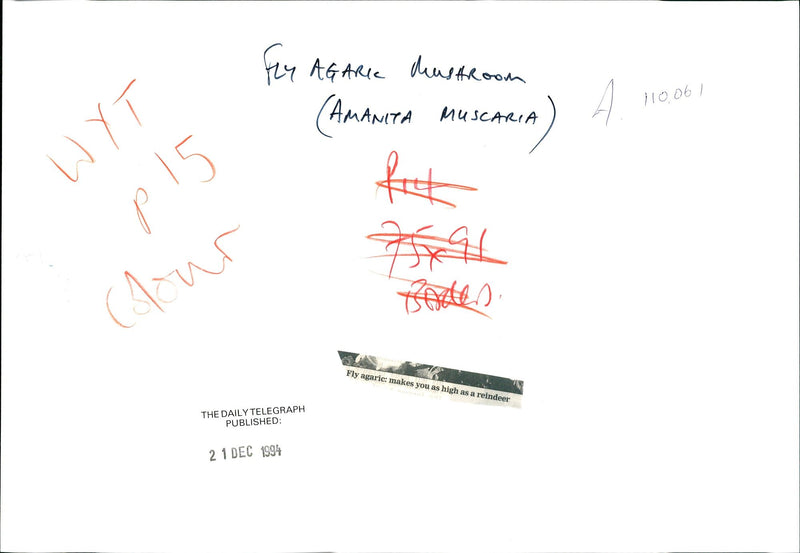 Fly Agaric Mushroom Amanita Muscaria. - Vintage Photograph