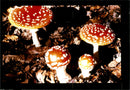 Fly Agaric Mushroom Amanita Muscaria. - Vintage Photograph