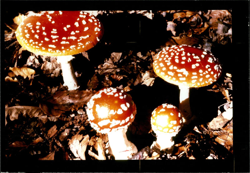 Fly Agaric Mushroom Amanita Muscaria. - Vintage Photograph