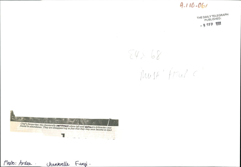 The Chanterelle are delicacies once found in abundance. - Vintage Photograph