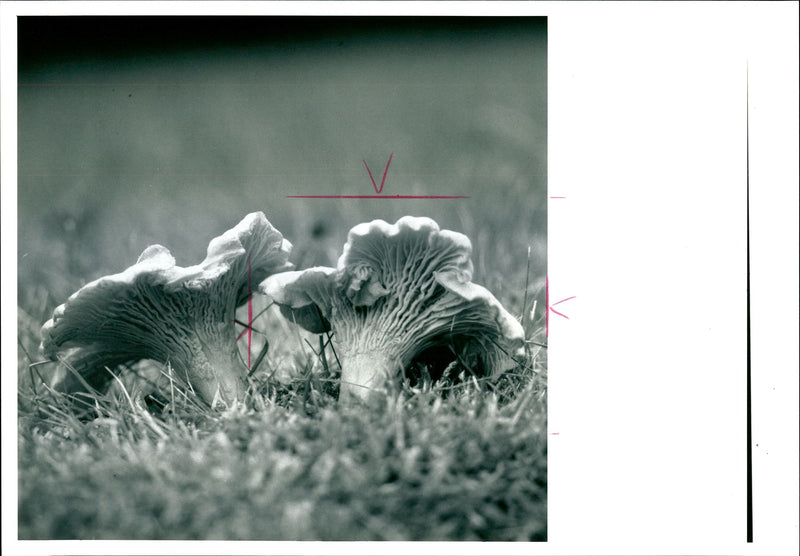 The Chanterelle are delicacies once found in abundance. - Vintage Photograph