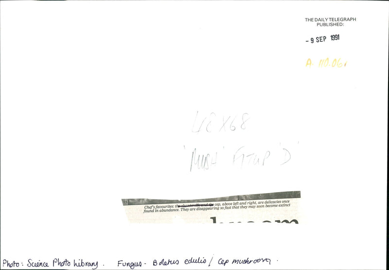 Mushrooms delicacies once found in abundance. - Vintage Photograph