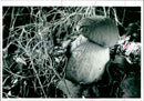 Mushrooms delicacies once found in abundance. - Vintage Photograph