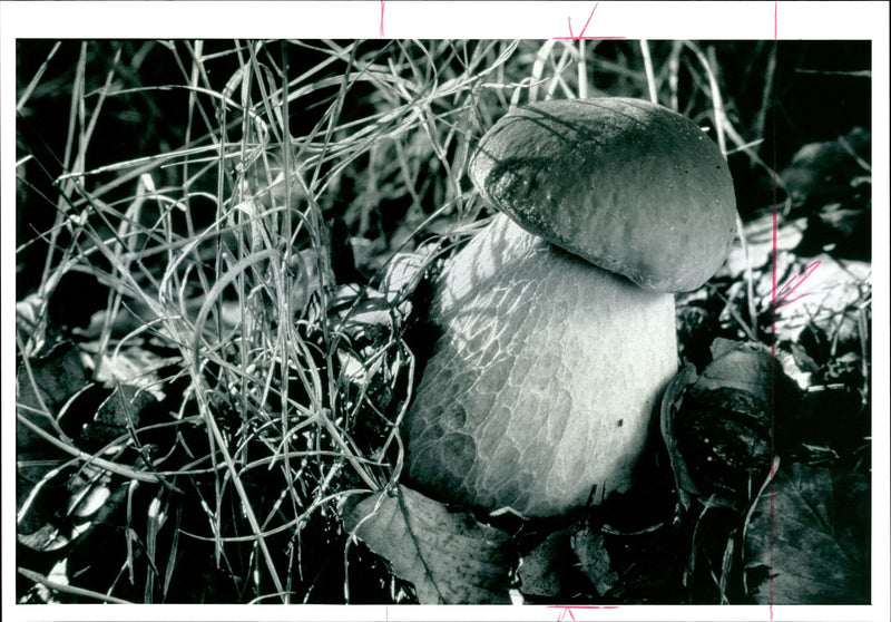 Mushrooms delicacies once found in abundance. - Vintage Photograph