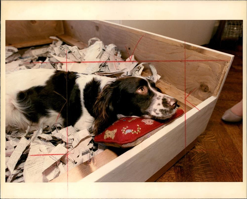 A photograph of a dog. - Vintage Photograph