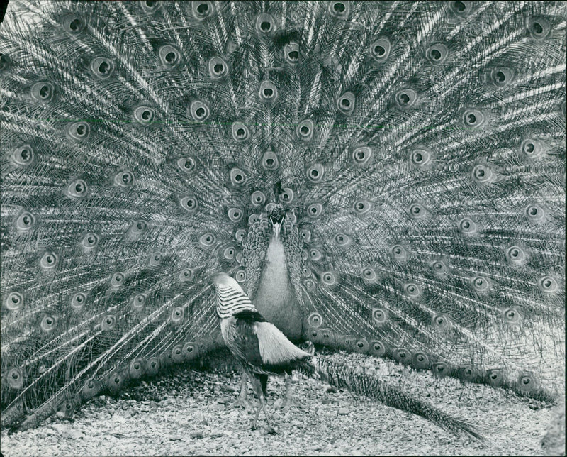 Bird: Peacock - Vintage Photograph