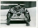 A Two headed green river Turtle. - Vintage Photograph