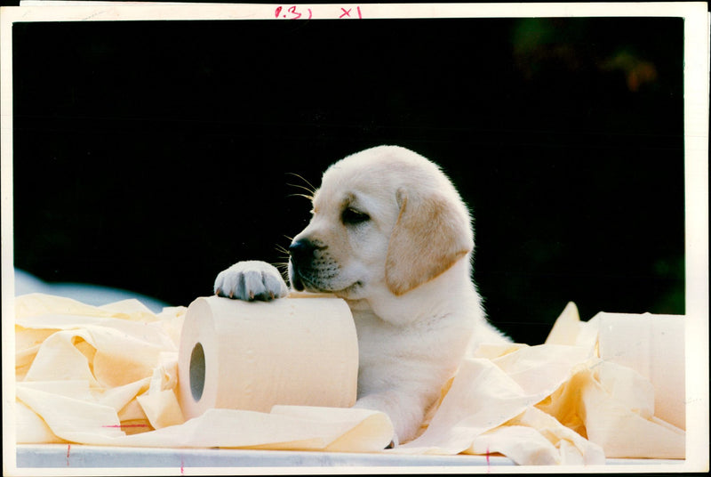 Advertisements - Vintage Photograph