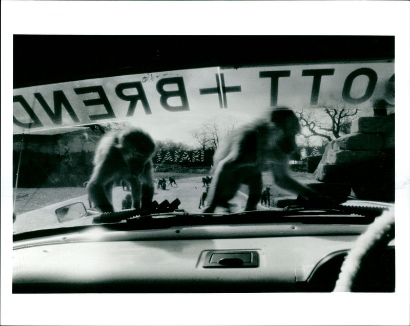 Animal: Baboons - Vintage Photograph