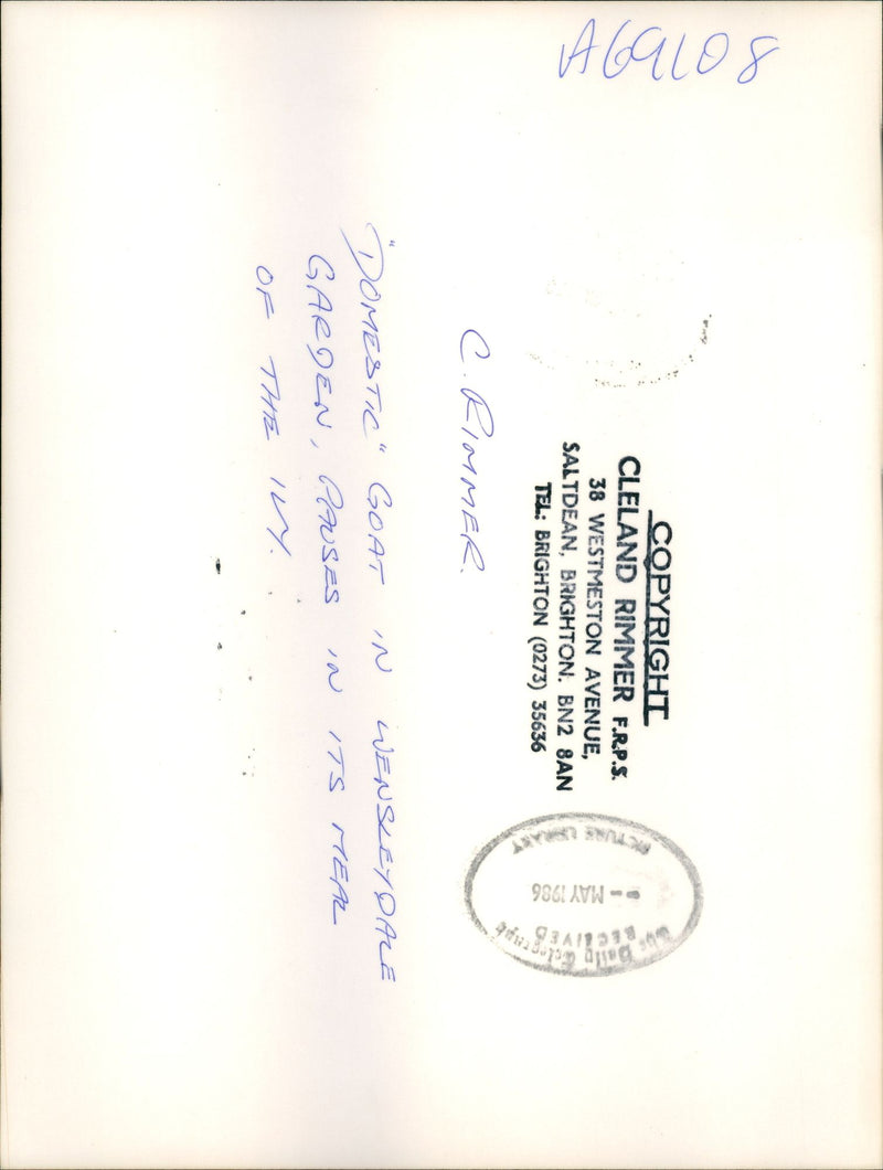 Domestic Goat in Westdale Garden. - Vintage Photograph