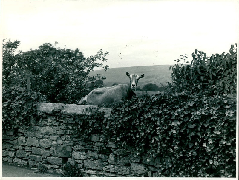 Domestic Goat in Westdale Garden. - Vintage Photograph
